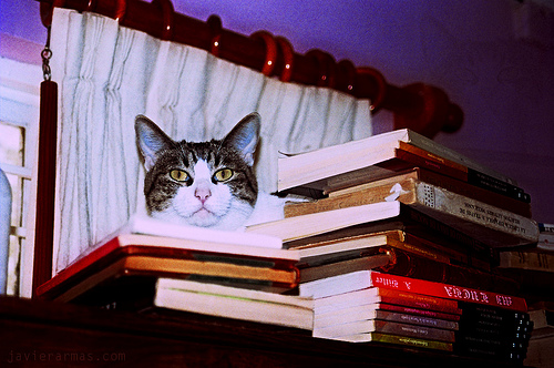 Cabeza de gato sobre libros